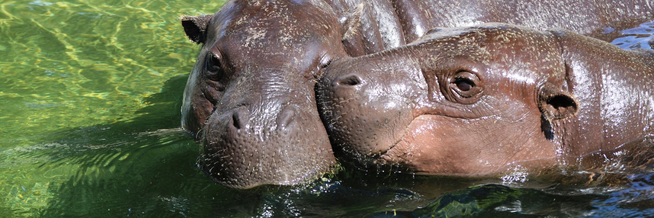 LimassolZoo's profile banner image