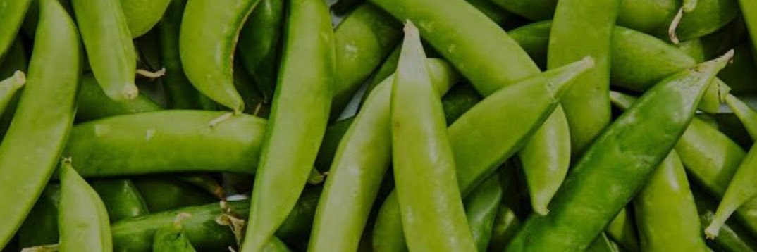 bluebird_green's profile banner image