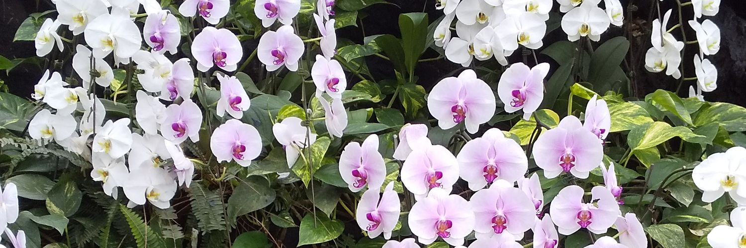 trnprn's profile banner image