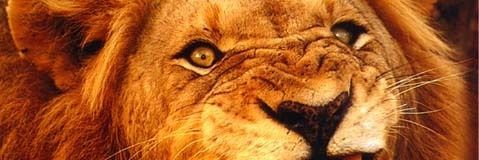 WutEva2's profile banner image