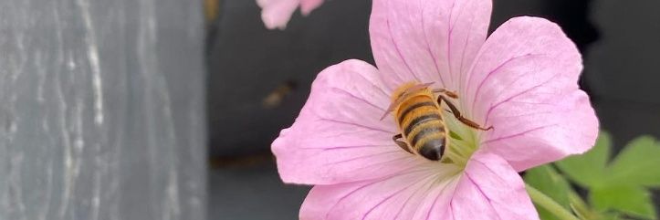 JustPlants's profile banner image