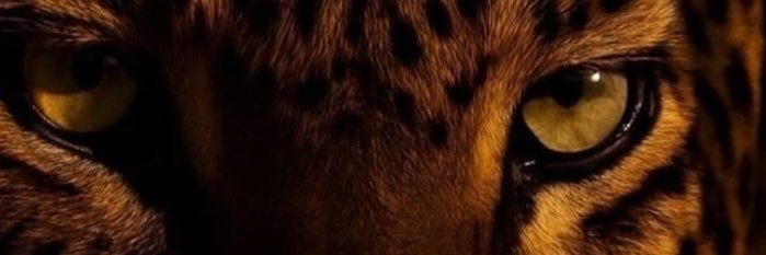raphauemura's profile banner image