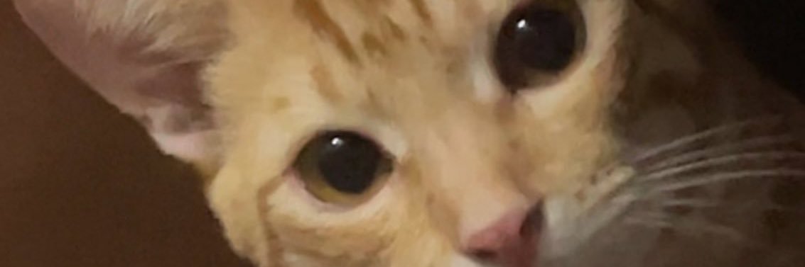 MishoChuu's profile banner image