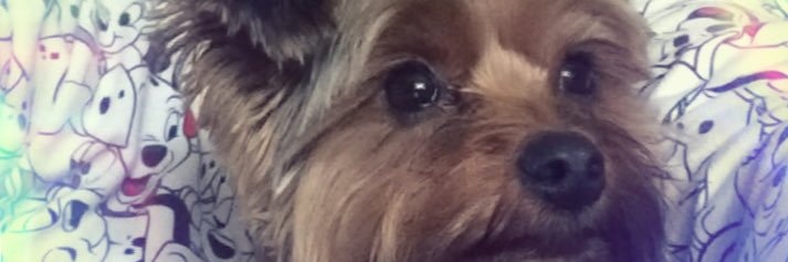 dog6066's profile banner image