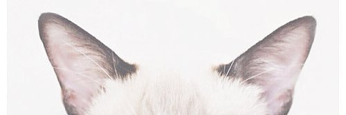yuyungc's profile banner image