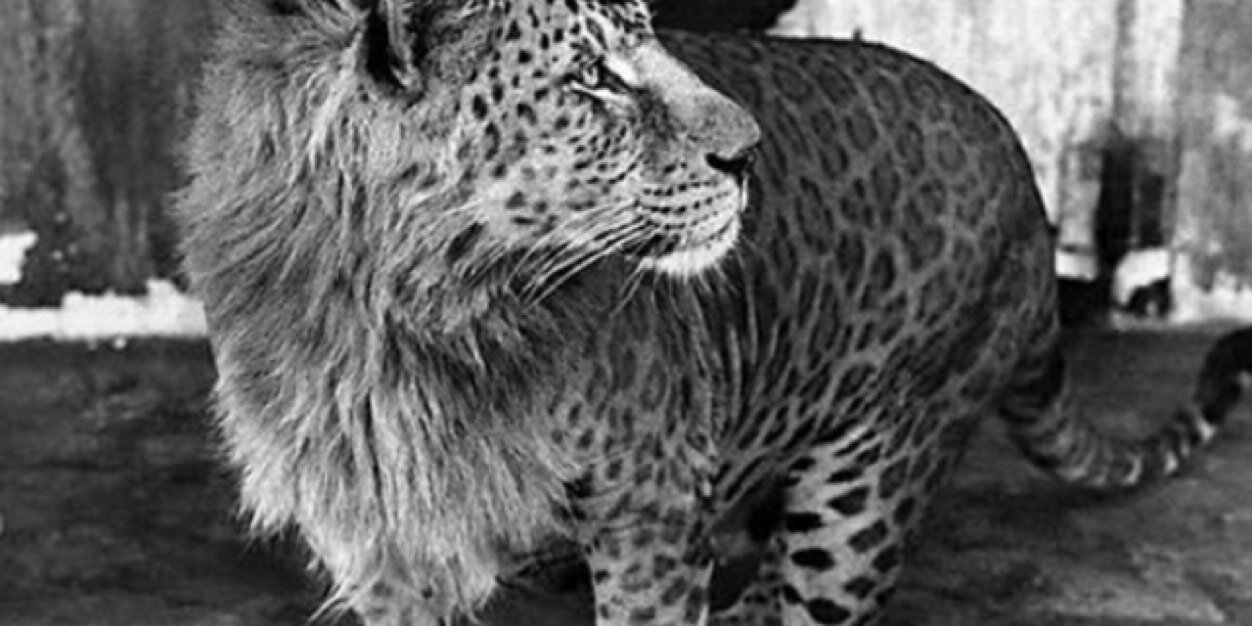 jlrrsr's profile banner image