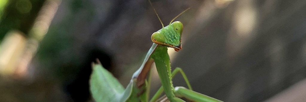 bugsarecute's profile banner image