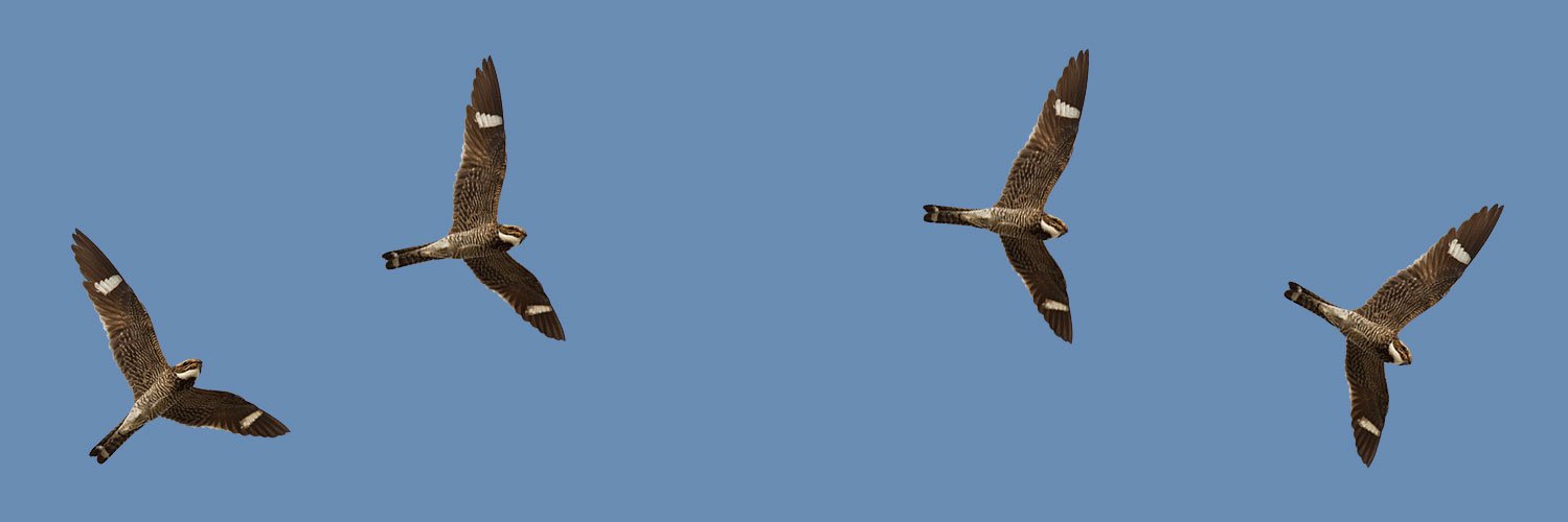 Patrick Skerrett banner