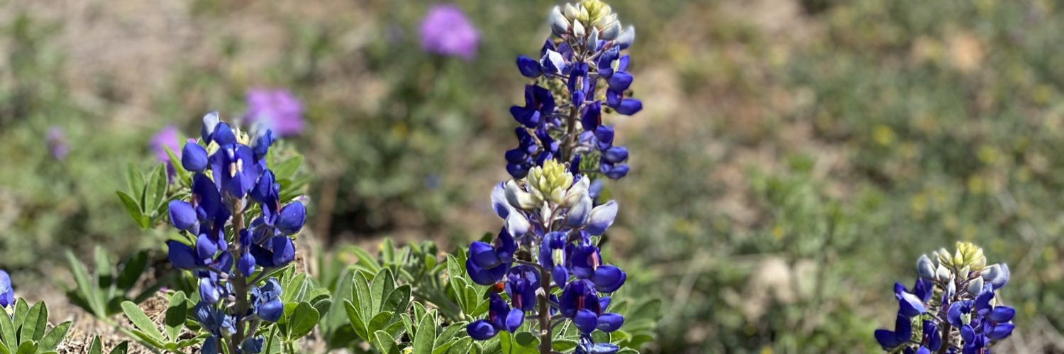 Terri Hendrix banner