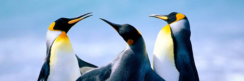 Claudia Arteaga Hakim banner