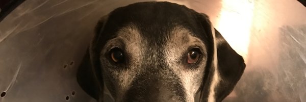 sefyfe Profile Banner