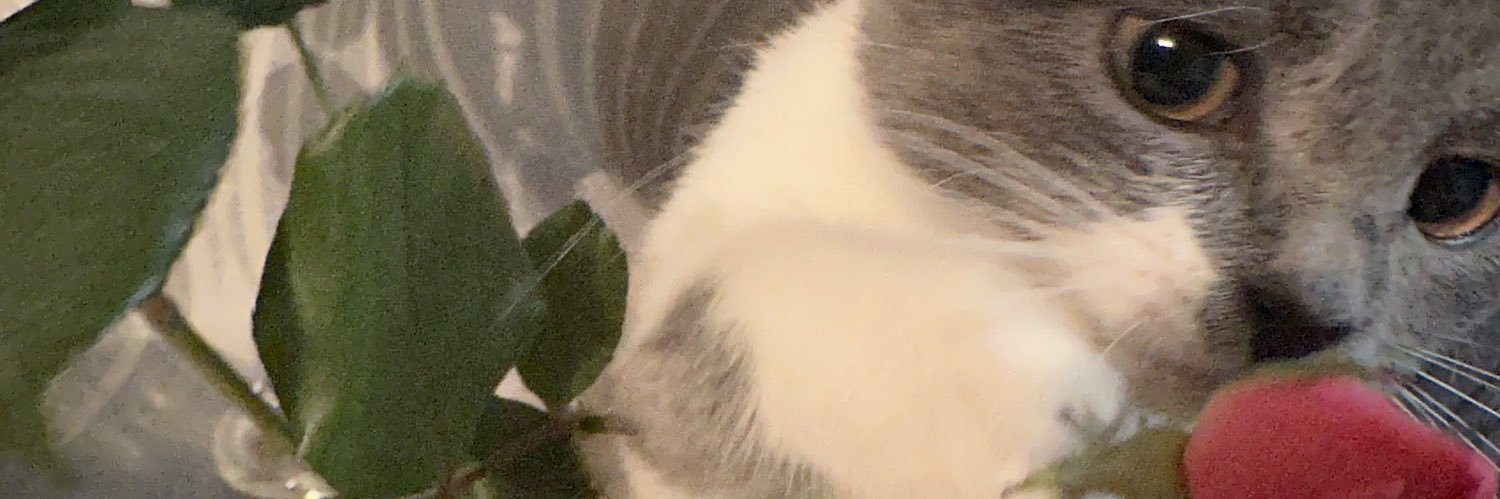 jhwwssh's profile banner image