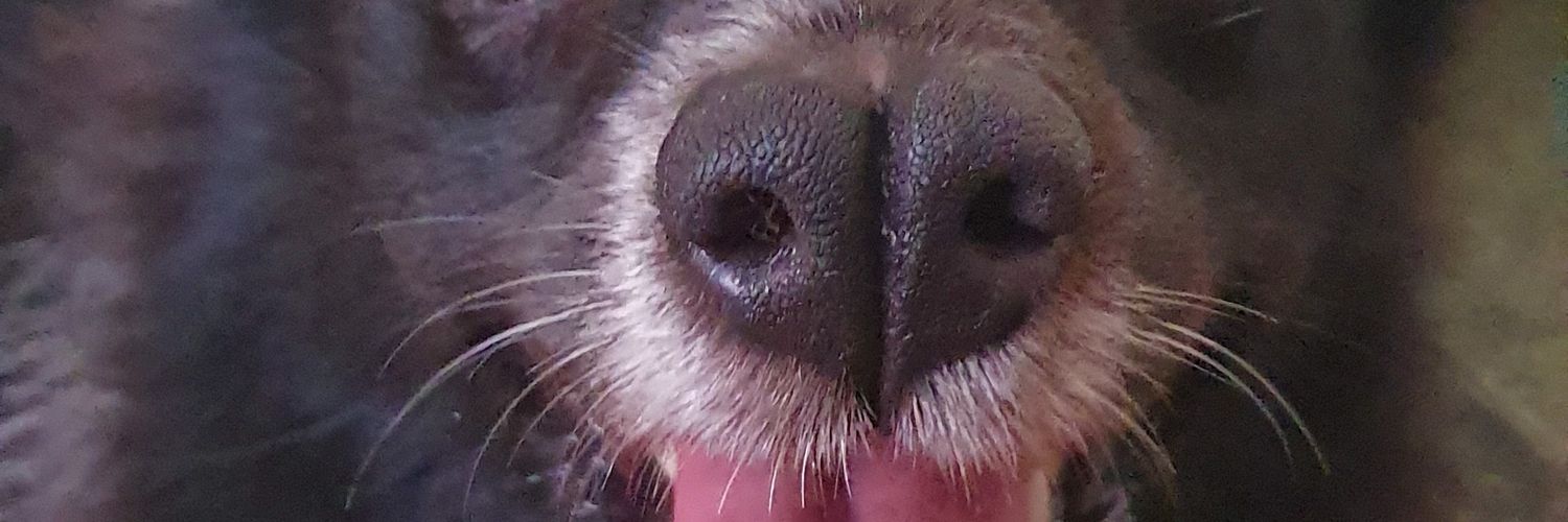 AChopetta's profile banner image