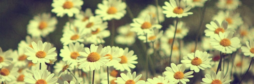 anairaa's profile banner image