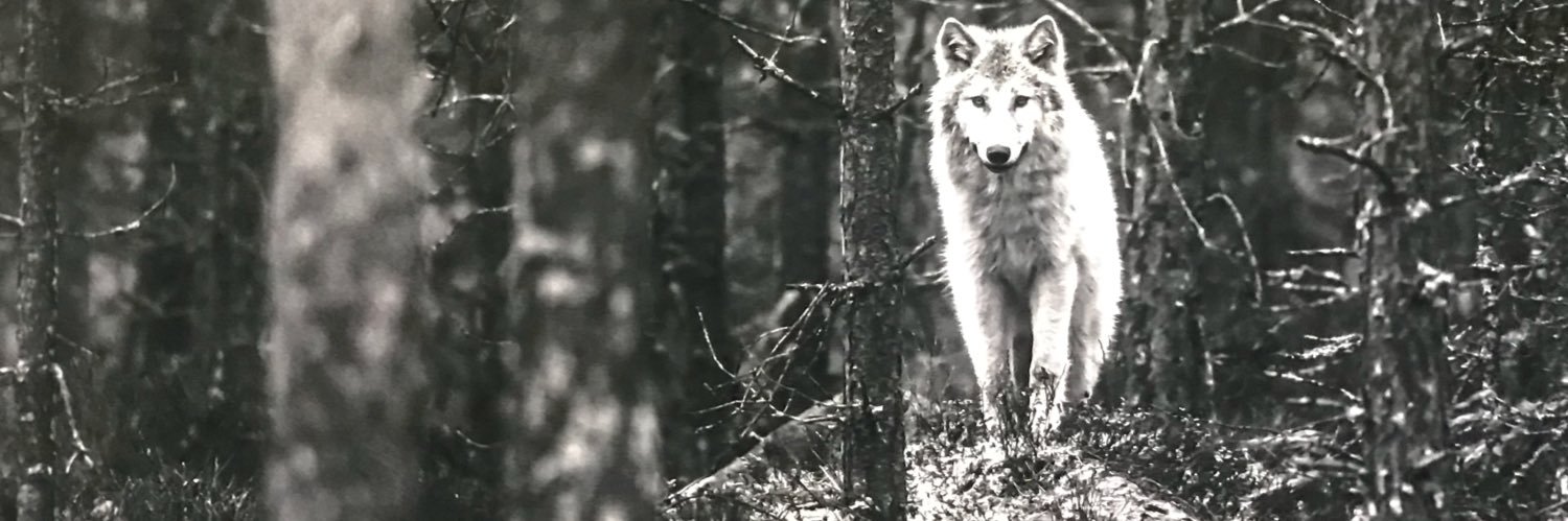 Martin_Cheyne's profile banner image