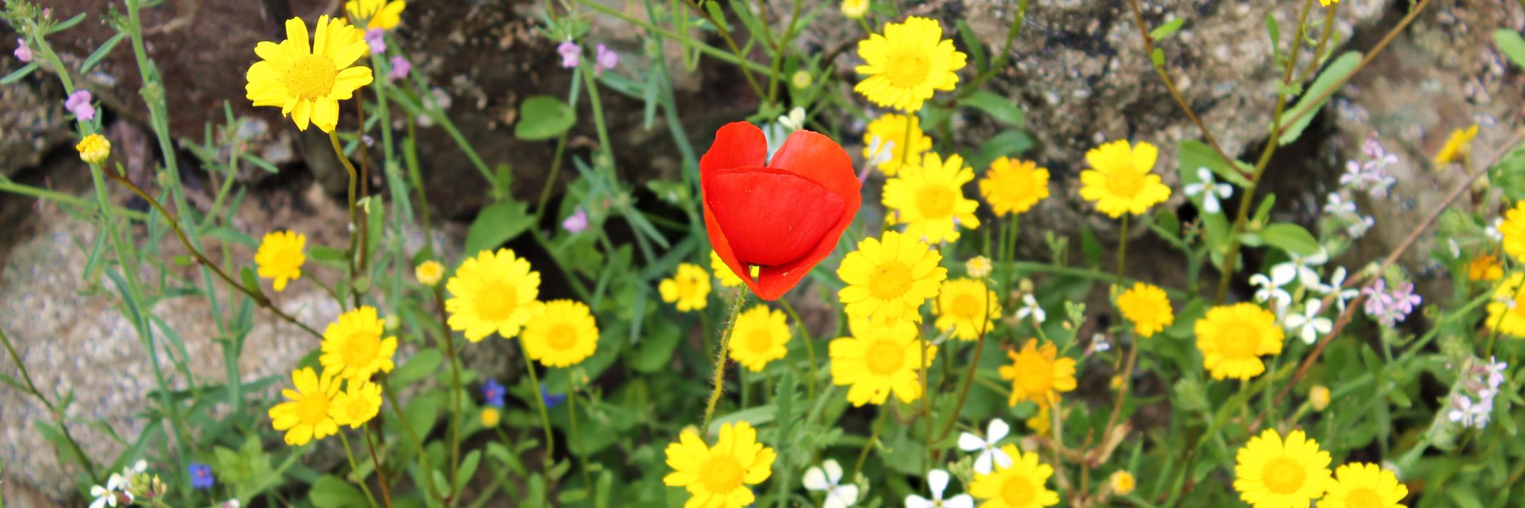 Rocío Melo Barrado banner