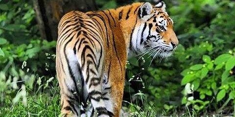 dev_mohanta's profile banner image