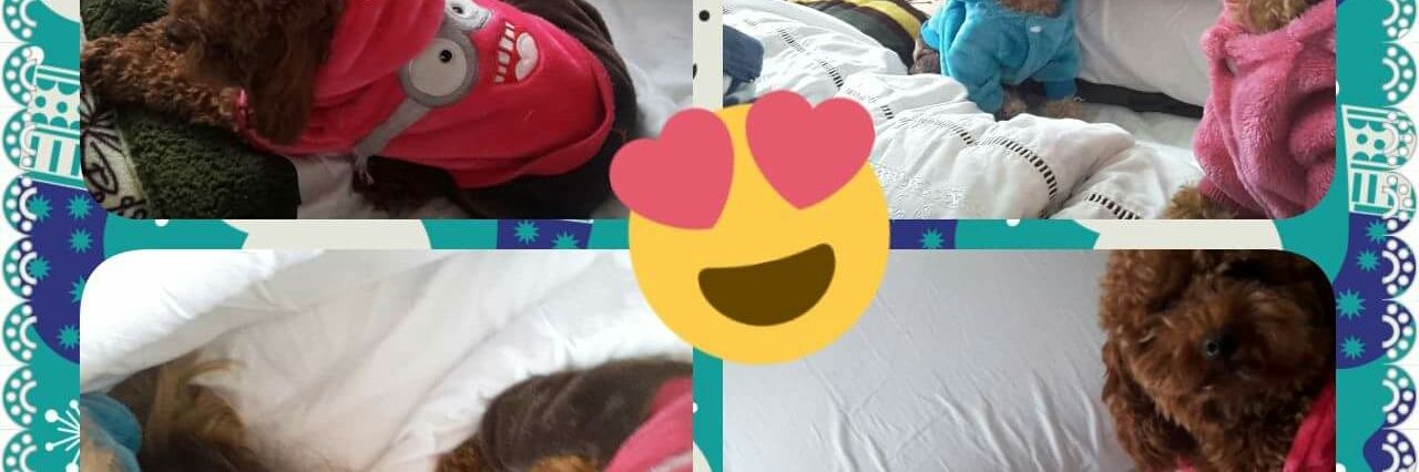 EileenLopez1's profile banner image