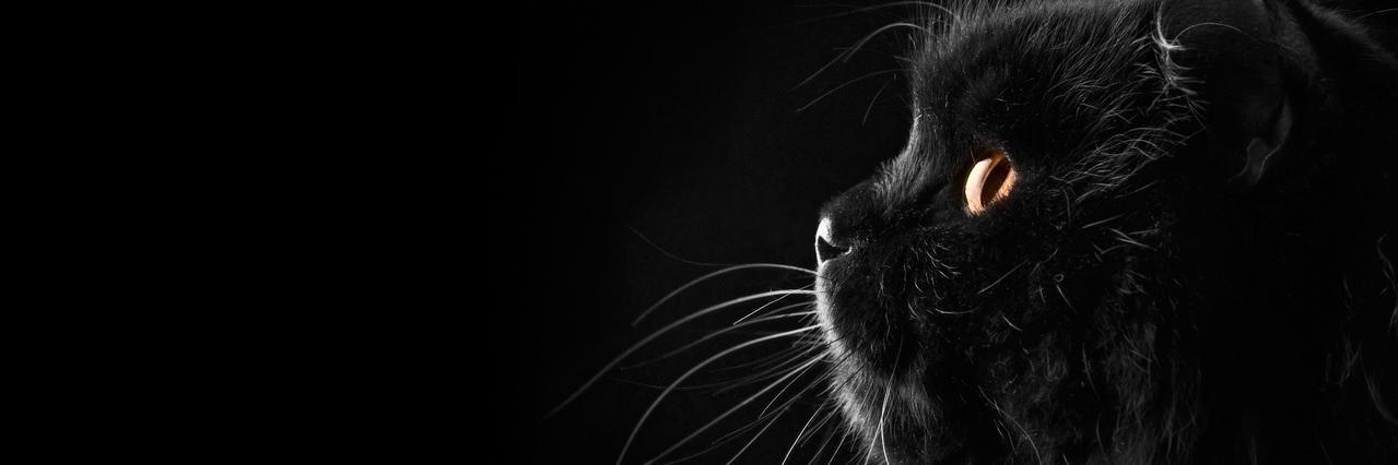 LyubaKomova's profile banner image