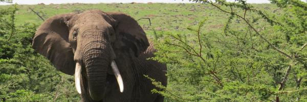 babajonick Profile Banner