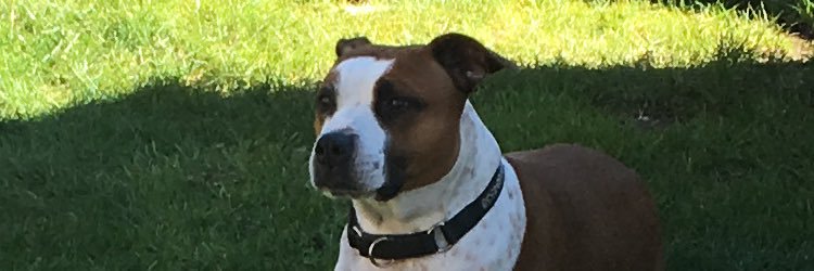 SusanGrady1's profile banner image