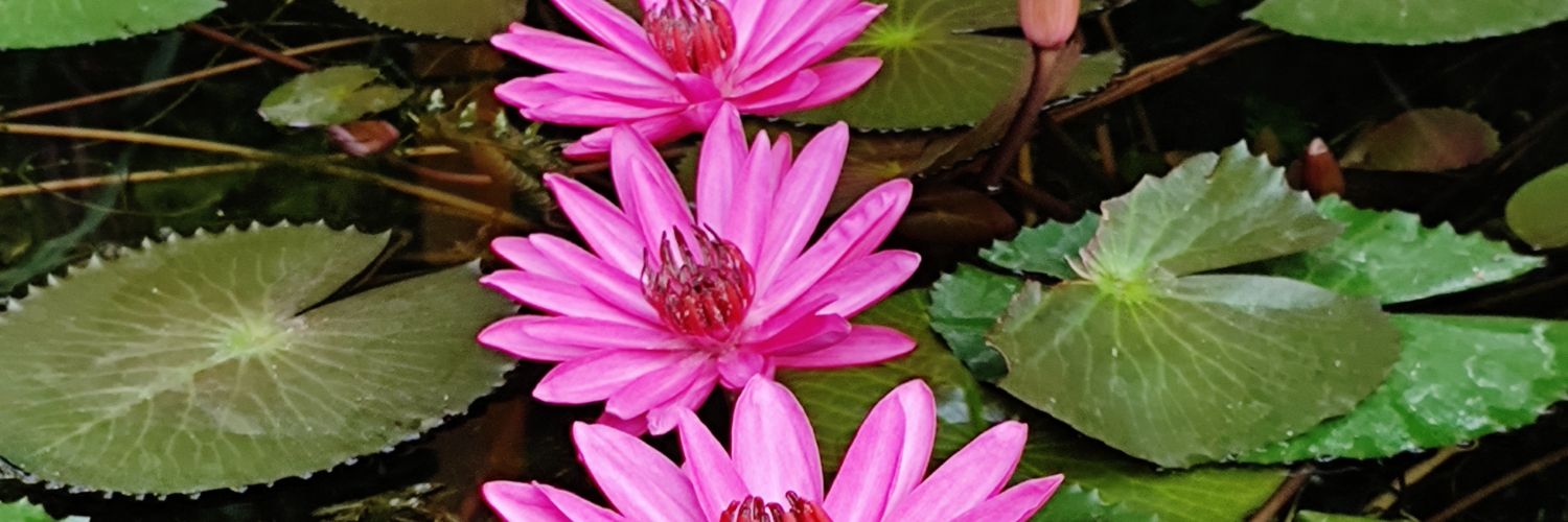 dollyppatel's profile banner image
