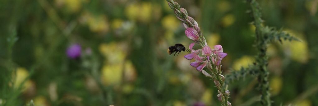 Meryl Wingfield banner