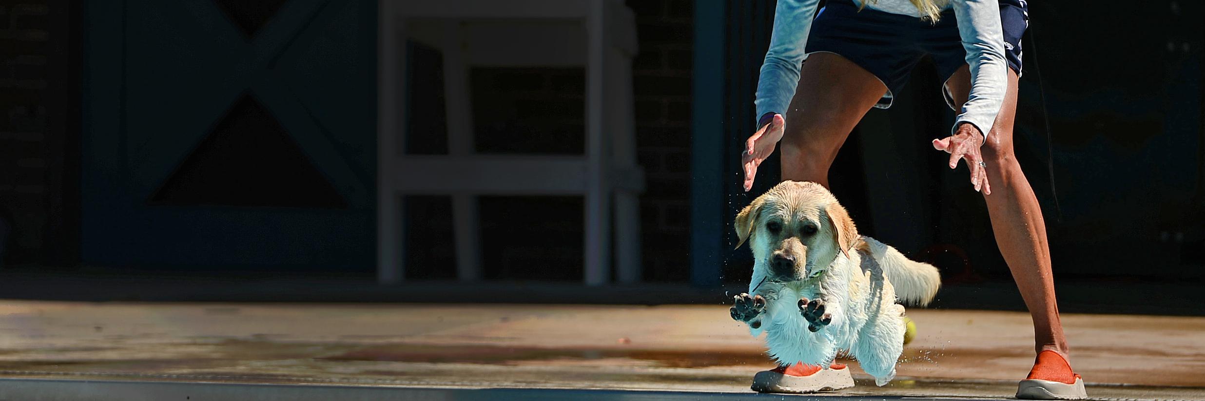 Dede Griesbauer banner