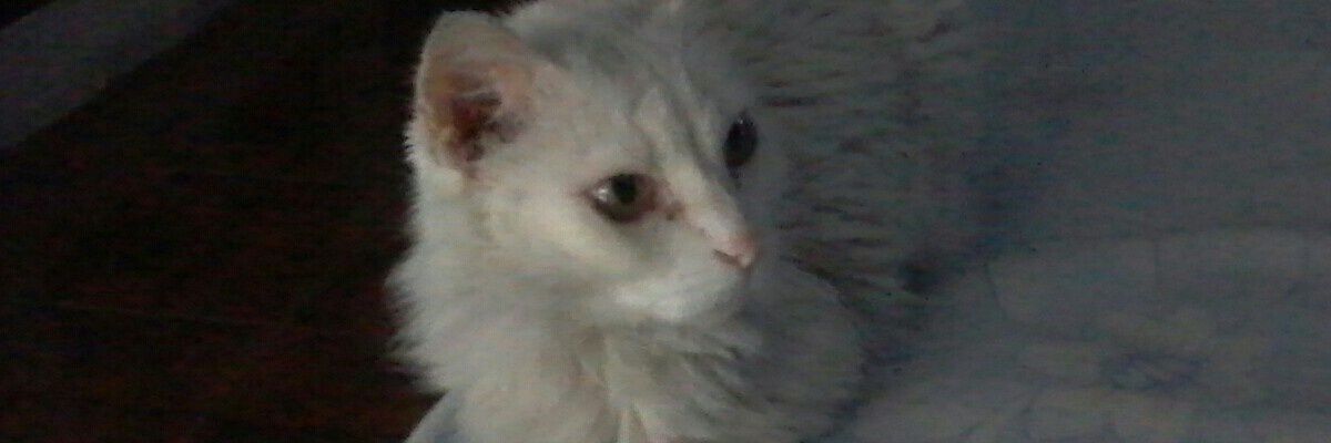 yosmarmaco's profile banner image