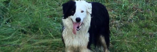 gordroger Profile Banner