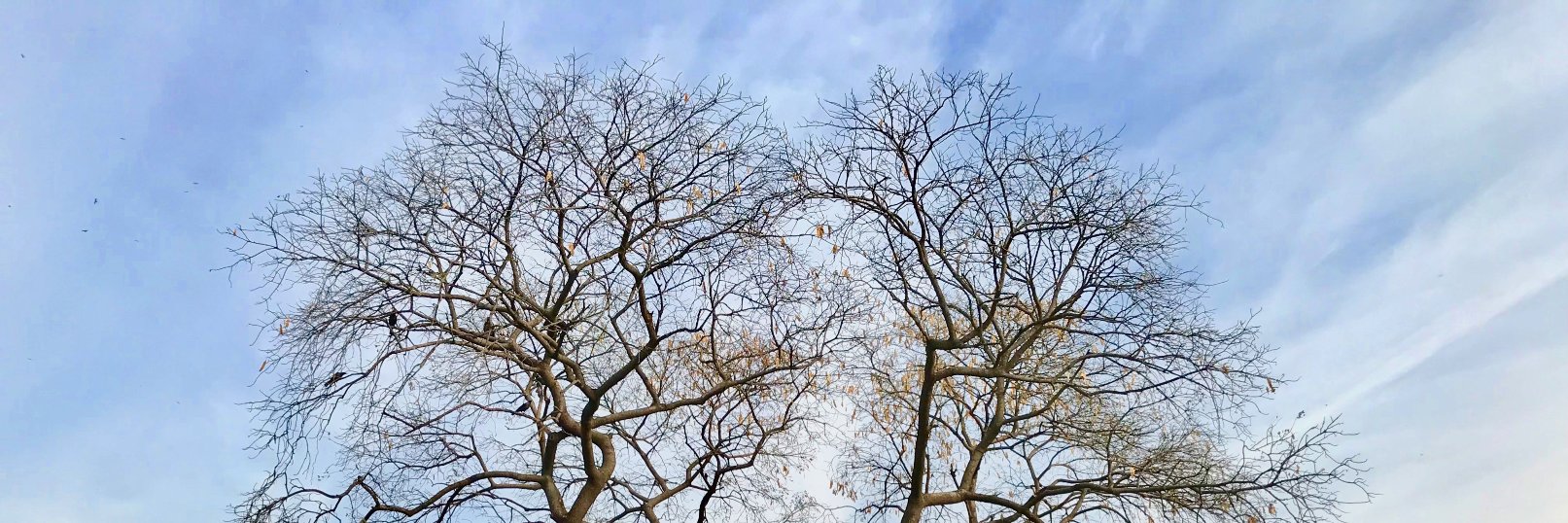 Mohd Belal Khan banner