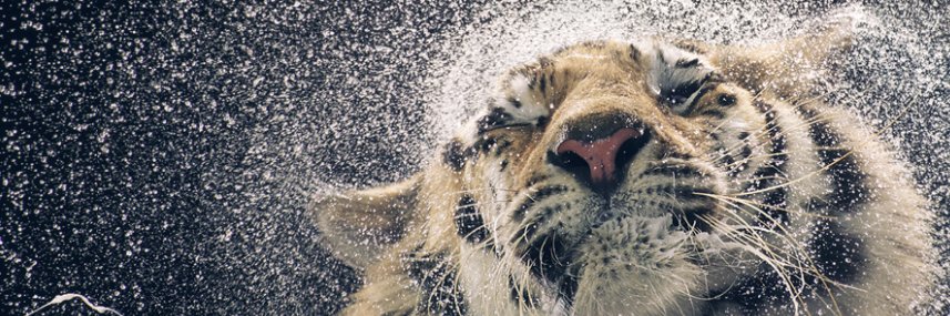 DynamiteTiger's profile banner image