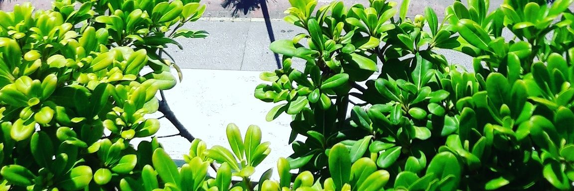 mcsagitarius's profile banner image