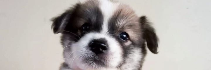 joyflyhigh's profile banner image