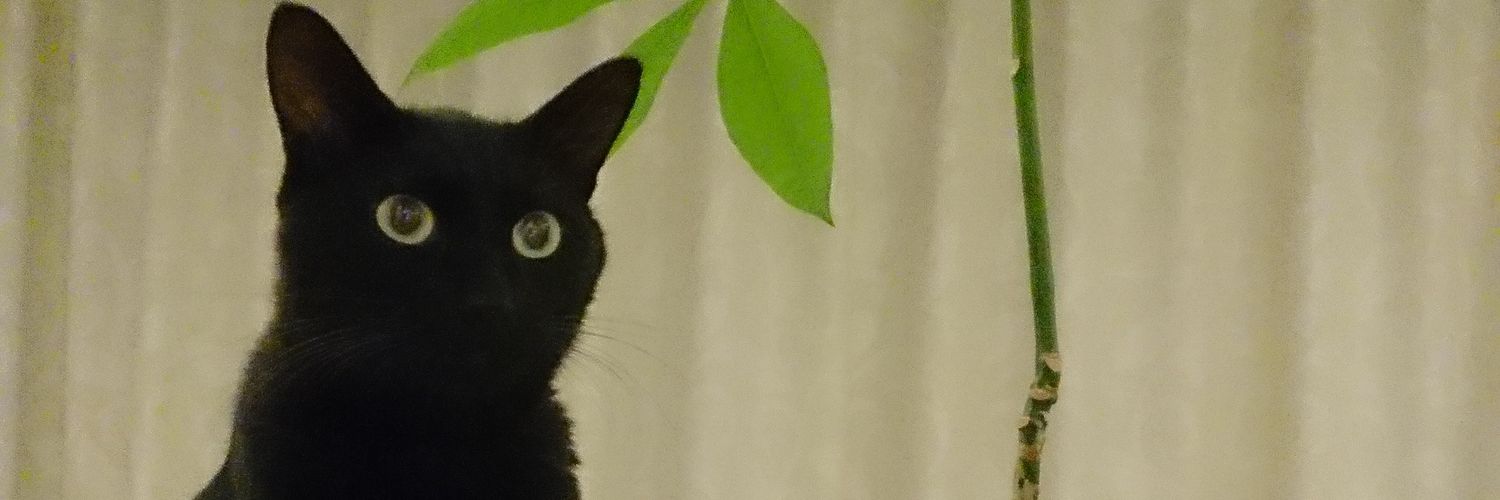 おしるこママ🍡 banner