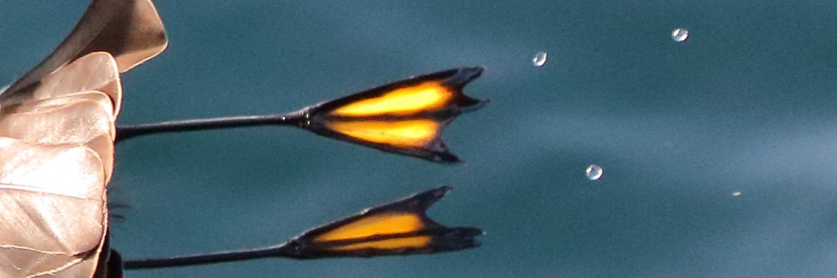 St. Mary’s Patch banner