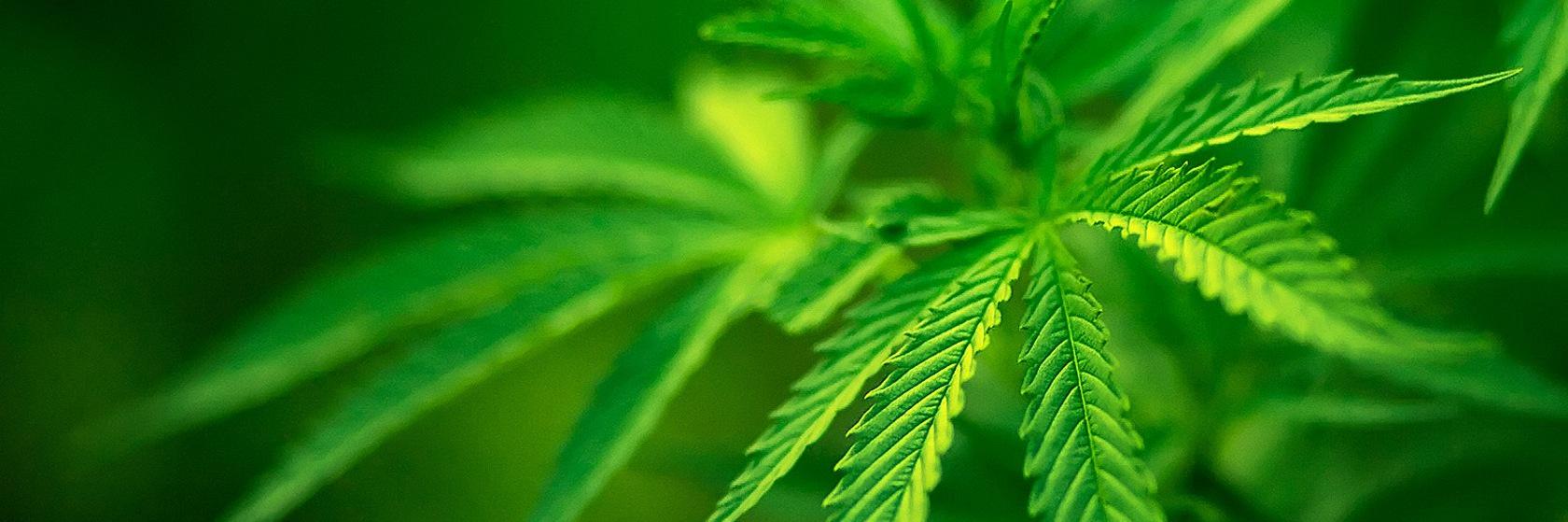 NATURAL GREEN S. INC banner