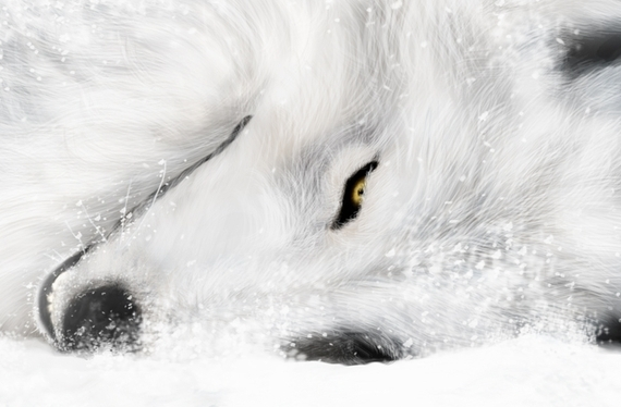_Aniu_Snow_'s profile banner image