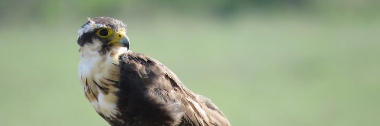 pezheadzilike's profile banner image