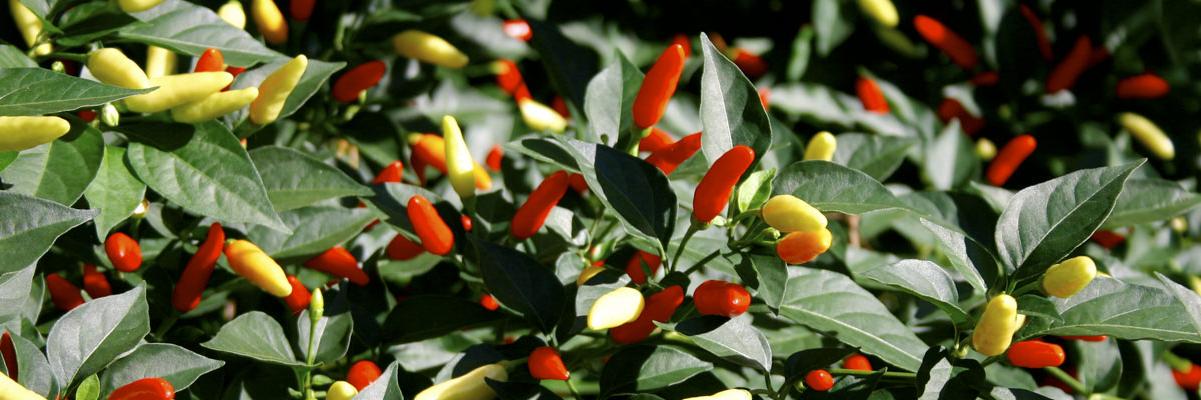 Pepperheads For Life banner