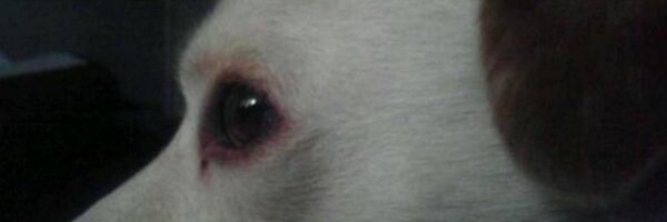 StrayRollie Profile Banner