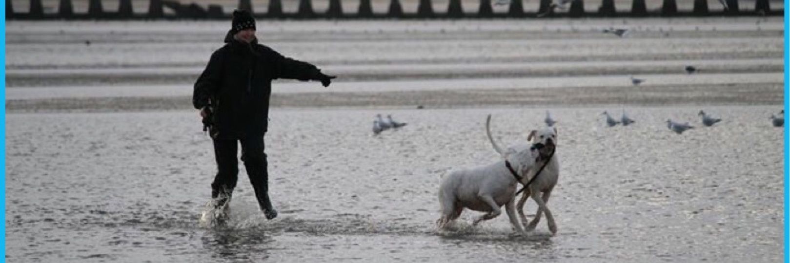 🐾★Carrie★⚡️🏴󠁧󠁢󠁳󠁣󠁴󠁿 banner