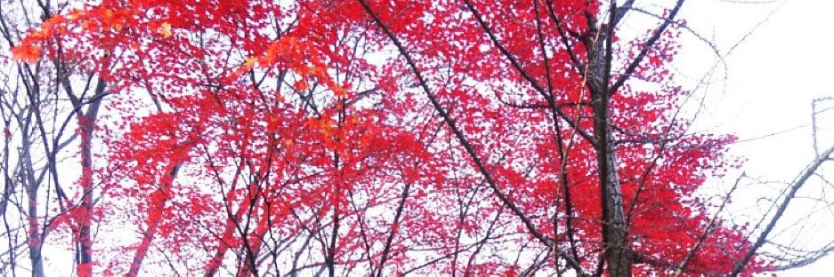 Bella1121233's profile banner image