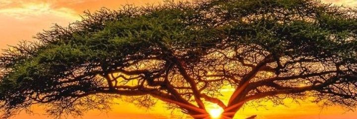 Drstevensons's profile banner image