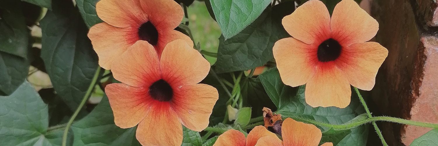 emiarechiga's profile banner image