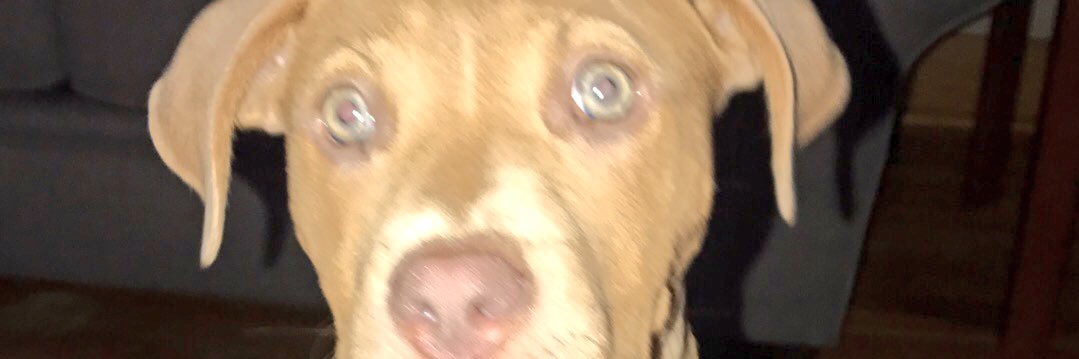 martincheyenne_'s profile banner image