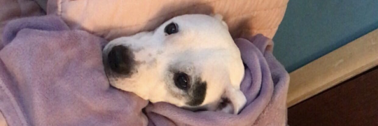 brookeefp's profile banner image