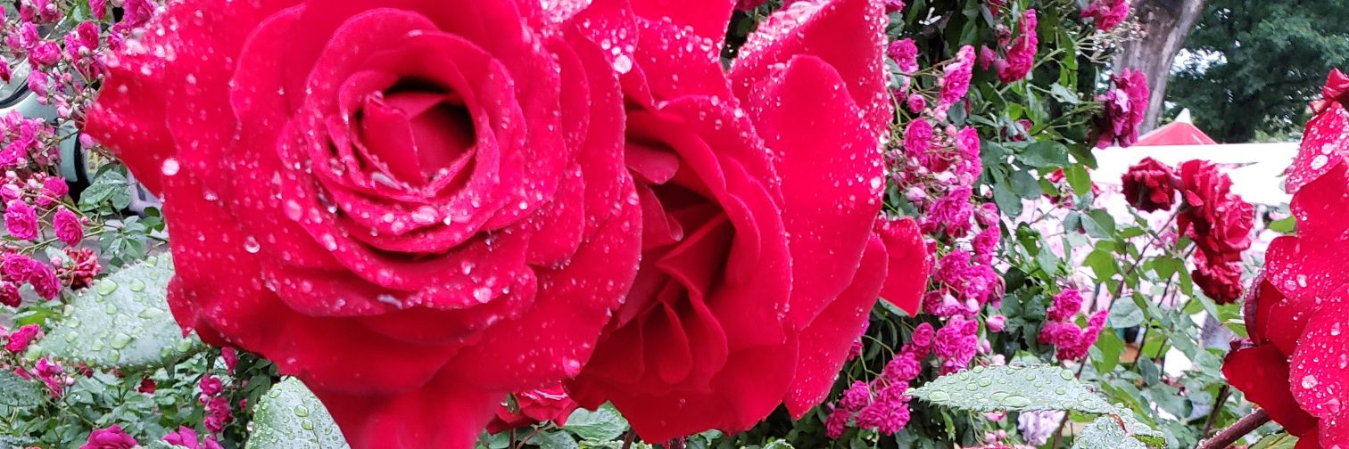alice_willard's profile banner image