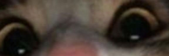 larissousag's profile banner image