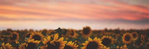 K_Syhn's profile banner image